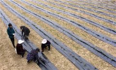 茶苗地膜覆蓋栽培有哪些好處，具體方法是什么