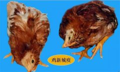 雞呼吸道疾病有哪些，防治治療的重點是什么？