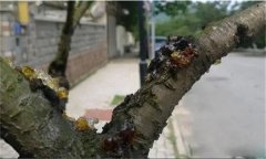 花椒樹(shù)流膠病用什么藥防治，如何預(yù)防？