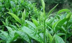 什么叫做采摘周期，什么時間采摘茶葉為宜？