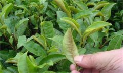 茶橙癭螨為害癥狀，如何防治茶橙癭螨為害？