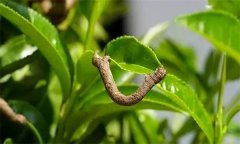 茶尺蠖防治方法，如何防治茶尺蠖為害？