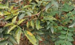 花椒落葉病發(fā)病規(guī)律，花椒落葉病的防治方法