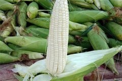 如何選擇糯玉米品種，糯玉米有哪些優(yōu)良品種？