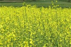 上海地區(qū)雙低油菜品種有哪些？