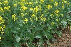什么是“雙低”油菜，是指什么雙低？