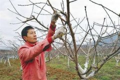 油桃樹如何通過修剪實現(xiàn)早產(chǎn)、豐產(chǎn)？