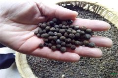 香樟樹種子可以育苗嗎？香樟苗怎么栽植養(yǎng)護？