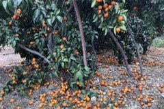 柑橘落果的原因有哪些，發(fā)生嚴(yán)重落果如何補(bǔ)救