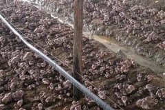 在平菇栽培中通過覆土方法提高產量