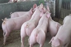 什么是商品豬？什么是肉脂型、瘦肉型豬？