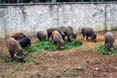 飼養(yǎng)野豬要注意哪些問(wèn)題 野豬能與家豬雜交嗎？