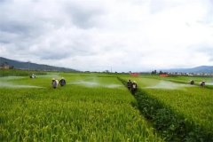 蔬菜病蟲害綠色防控技術(shù)主要有哪些？
