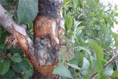 蘋果樹腐爛病的癥狀表現(xiàn)有哪些，如何防治？