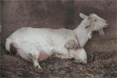母羊分娩應(yīng)注意些什么，產(chǎn)后無奶怎么辦？