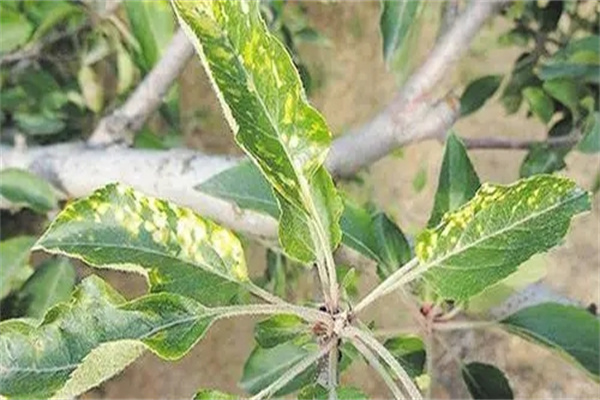 蘋果樹(shù)干枯病與枝枯病怎樣防治