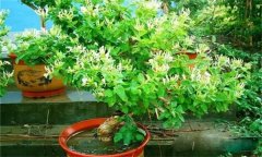 金銀花的修剪方法，如何修枝整形？