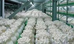 金針菇栽培配方，如何防止金針菇提早開傘？