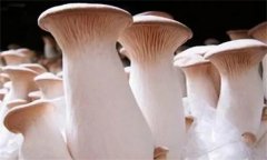 杏鮑菇菌蓋上會(huì)長(zhǎng)疙瘩、出菇后會(huì)開裂怎么辦？