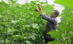 哈密瓜如何整枝留瓜，種植哈密瓜應(yīng)注意什么？