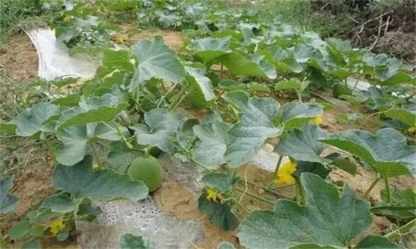 哈密瓜留果節(jié)位對果實(shí)有何影響