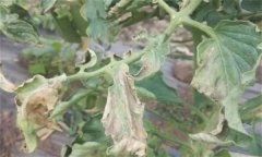 如何防治番茄晚疫病，其發(fā)病條件有哪些？
