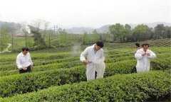 茶樹病蟲害綠色防控推薦常用的農(nóng)藥有哪些？