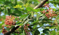 成年花椒樹如何管理？花椒樹管理技術(shù)要點