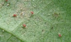 紅蜘蛛的為害癥狀、發(fā)生規(guī)律及防治措施有哪些