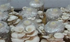 如何防治平菇腐爛病？