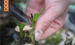 如何采用劈接法對(duì)茶樹進(jìn)行嫁接？