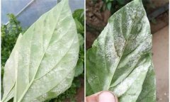 辣椒白粉病是什么原因引起的，如何防控？