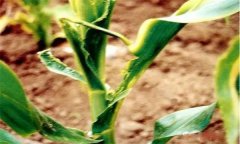怎樣識(shí)別玉米鐮刀菌頂腐病？
