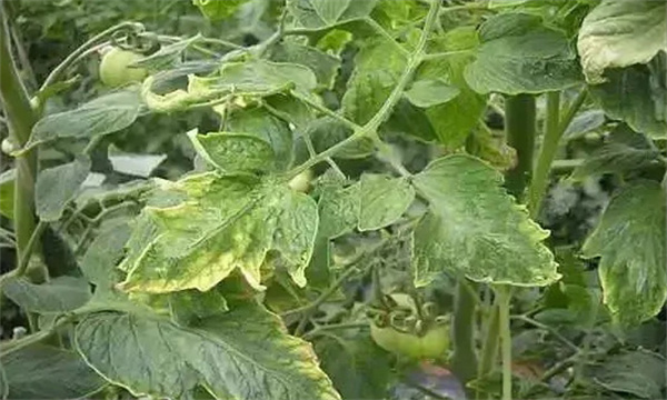 番茄氮素為什么會(huì)過(guò)剩
