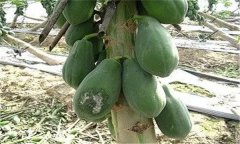 木瓜的褐腐病、銹病和早期落葉病如何進(jìn)行防治
