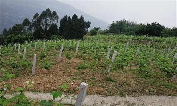 在河灘地、山地、鹽堿地和黏土地上建葡萄園