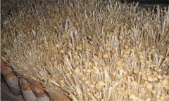 如何防治金針菇鏈孢霉菌？