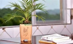 美麗針葵風水作用 如何栽培和養(yǎng)護美麗針葵？