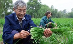 薹韭與韭菜有何區(qū)別 如何使薹韭早抽薹多抽薹？