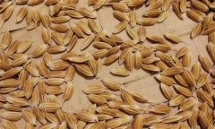常規(guī)稻能自己留種嗎？它與無公害水稻有何不同