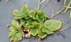 怎樣防治草莓病毒??？