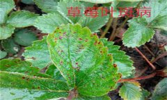 怎樣防治草莓葉斑?。ㄉ哐鄄。?？