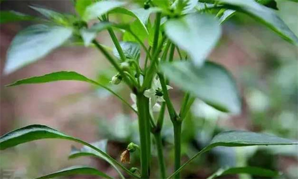 辣椒的無(wú)限分枝類(lèi)型