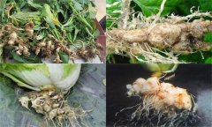 如何防治大白菜根腫病，其發(fā)生原因是什么？