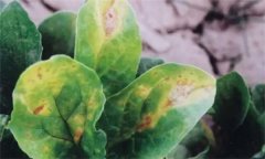 菠菜炭疽病的危害癥狀有哪些？如何防治？