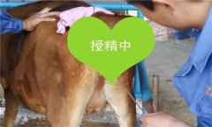 如何把握母牛輸精時(shí)間 輸精前應(yīng)做好哪些準(zhǔn)備？