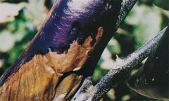 茄子細(xì)菌性軟腐病怎樣識(shí)別 怎么治 用什么藥治？