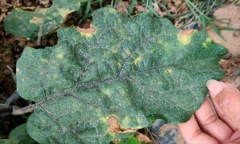 茄子細(xì)菌性褐斑病怎樣防治？用什么藥防治？