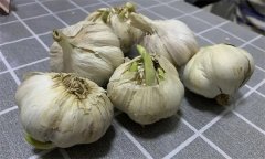 大蒜萌發(fā)期、幼苗期、鱗莖期、休眠期生育特點(diǎn)