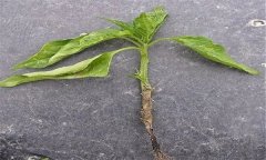 蔬菜苗期立枯病有哪些癥狀？用什么藥最好？